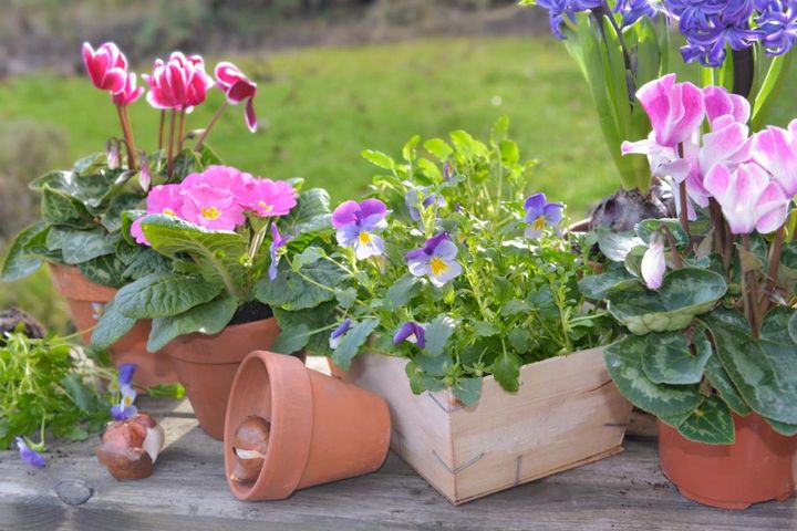 春まで楽しむ草花10選 本格的な寒さの前に植えよう！【ガーデニング】