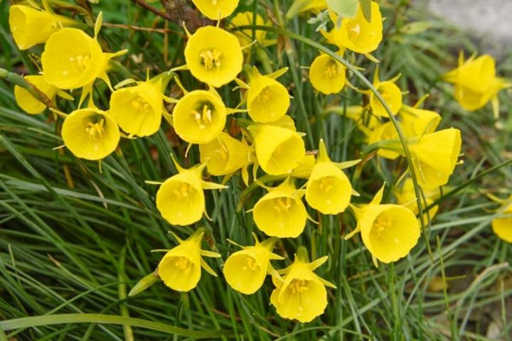 バルボコディウム