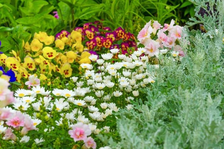 1年中楽しめるリーフと、ノースポール（クリサンセマム）やパンジーなど