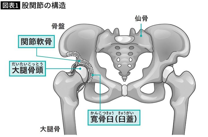 【図表】股関節の構造
