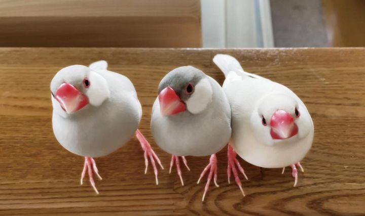 文鳥たちはYouTubeでも人気者。自由に遊ぶ時間もある。