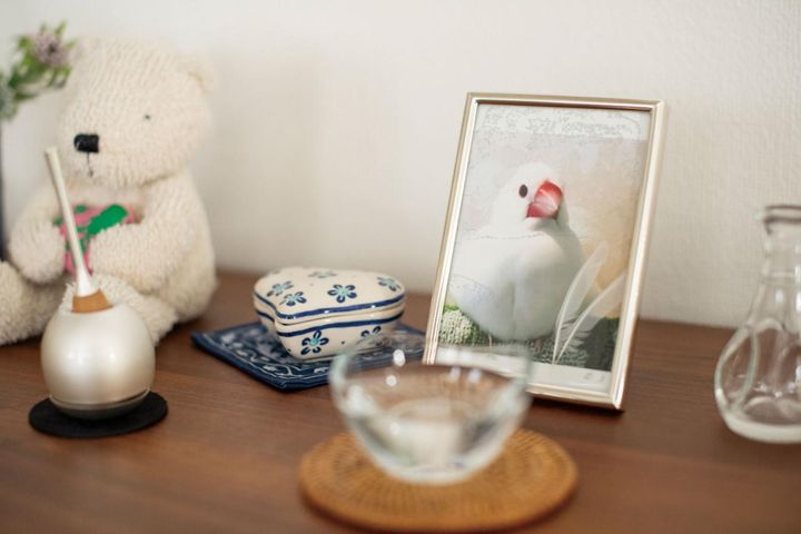 写真に写っているのは最初にお迎えしたコル。