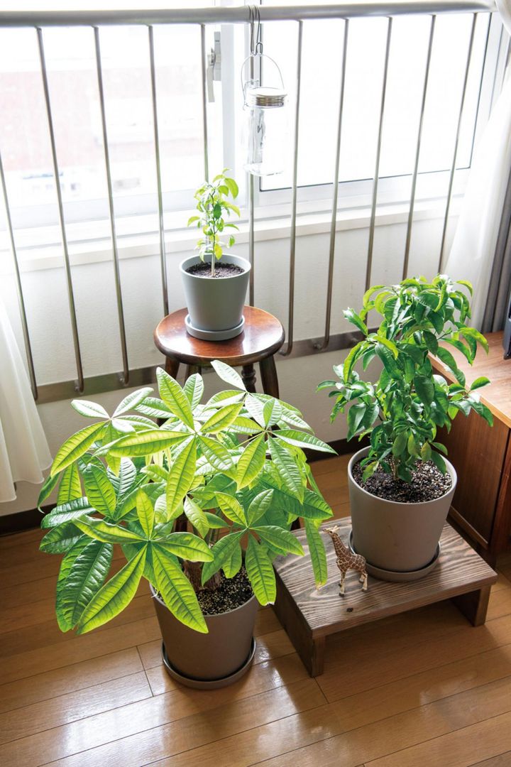 日当たりのいい窓際には鉢植えのグリーンを。食べていた果物の種から育てたものも。