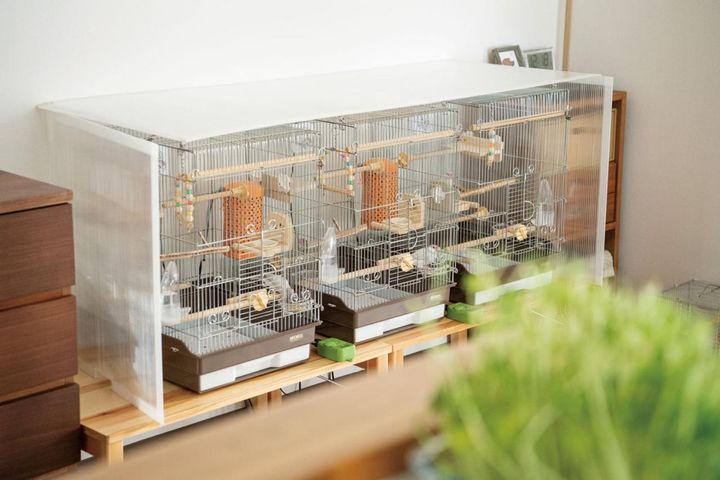 はる、ふう、めいと名づけられた文鳥がパートナー。