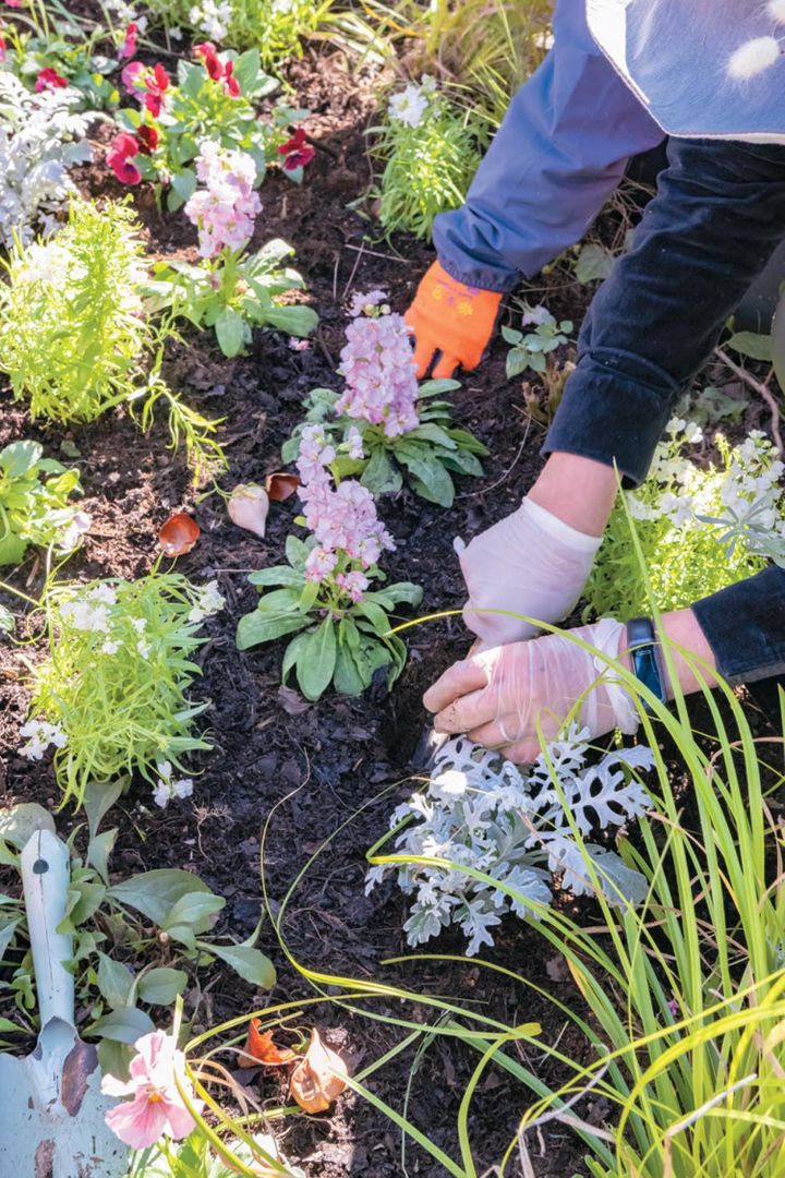 配置が決まったら手分けして植え込んでいく。球根も草花苗の間に埋め込む。