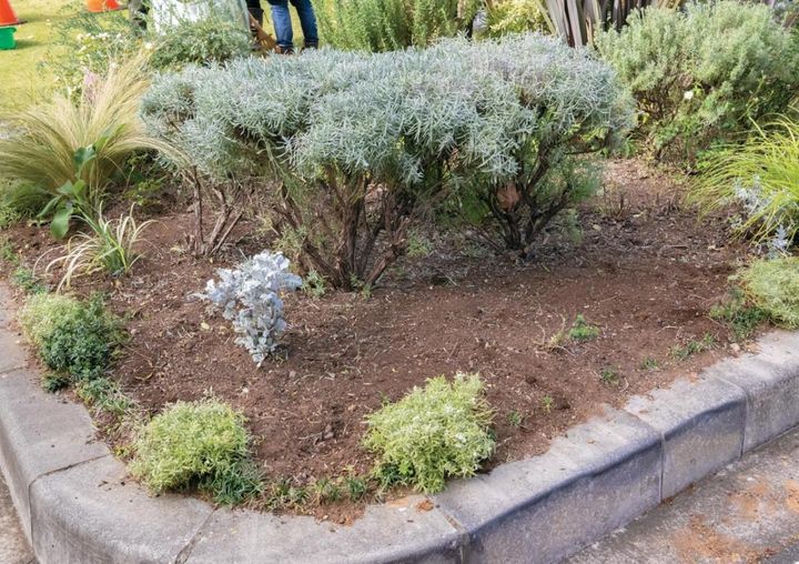 植えかえる苗を抜き、剪定が終わると花壇はすっきりした状態に。