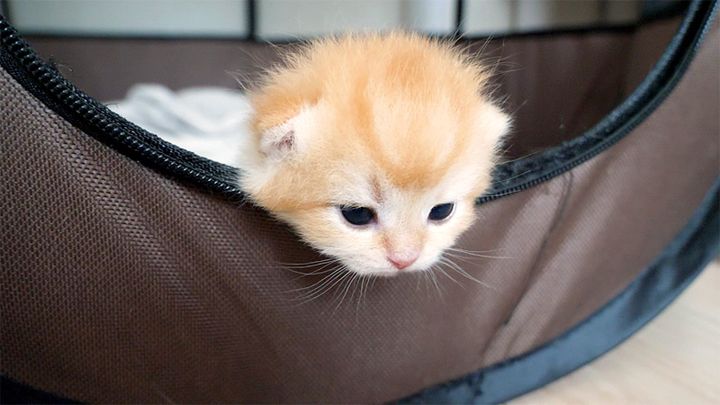 顔をチョコンと出す子猫