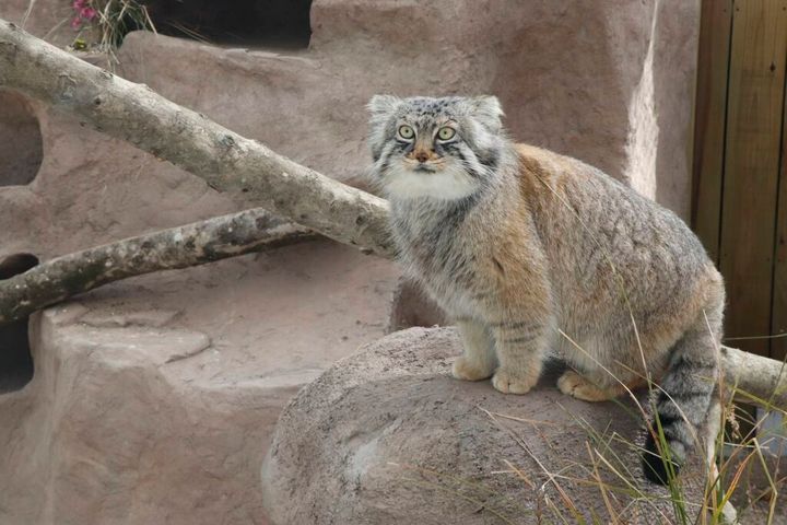 横浜市西区にある野毛山動物園は公式サイト上で今月10日に東京都上野恩賜動物園からやって来たマヌルネコのフィーガくん（オス・1歳）の馴致（動物園の環境に慣れさせること）を開始したことを17日、公式サイトで発表しました。それに伴い、フィーガくんの展示場と寝室が解放となりますが、屋内観覧通路が引き続き閉鎖となるとのことです。