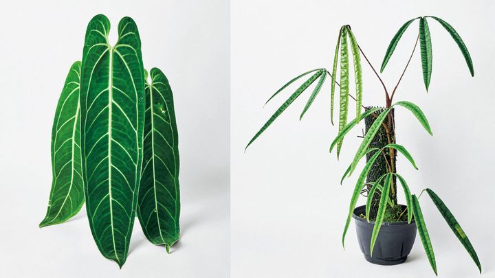 珍奇植物図鑑。大ぶりな葉が美しい、存在感ある観葉植物「アンスリウム」