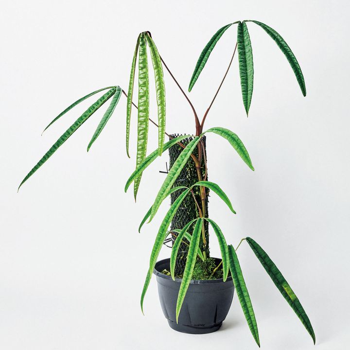 アンスリウム クツクエンセ