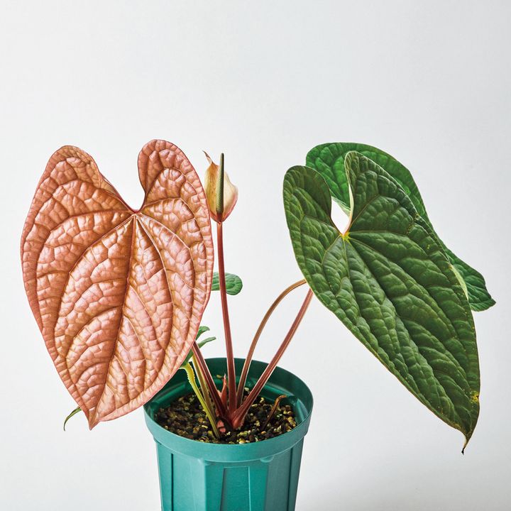 アンスリウム ルクスリアンス