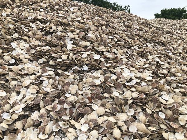 環境にやさしい「シーシェルチョーク」は黒板アートにもおすすめ。ホタテの貝殻を有効活用！