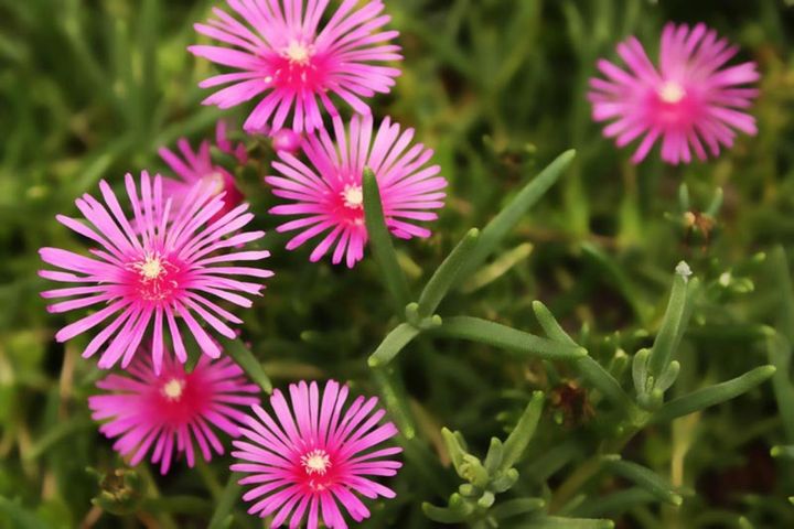 ランプランサス