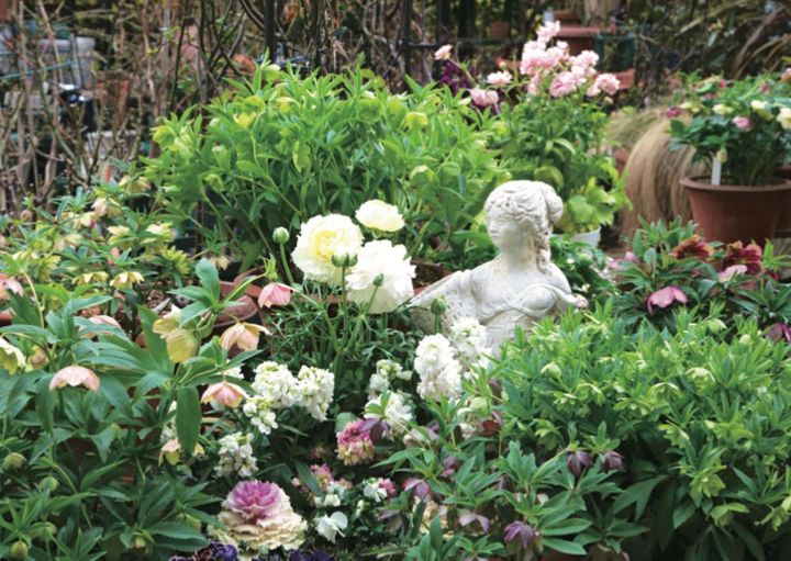 クリスマスローズとともにラナンキュラスやストック、ハボタン、ビオラなども旺盛に咲き、早春の庭とは思えないボリューム感です。