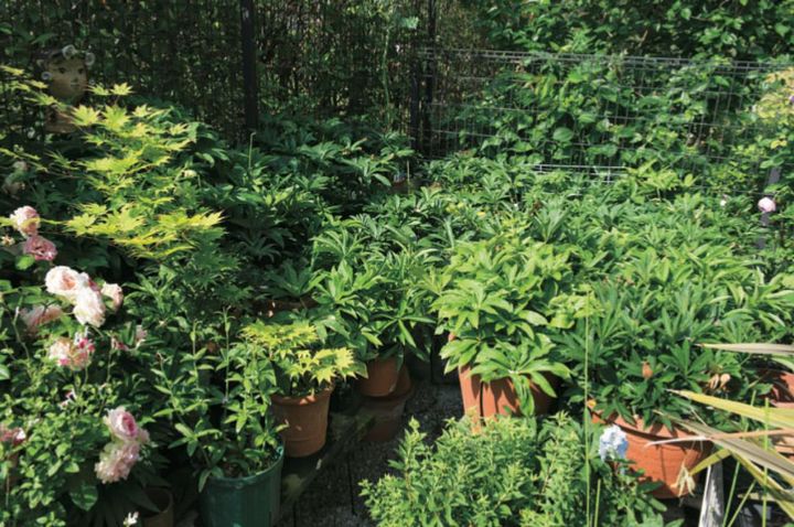 庭がバラであふれる５月。クリスマスローズは手前から見えないバックヤードに移動し、ここで夏を越します。