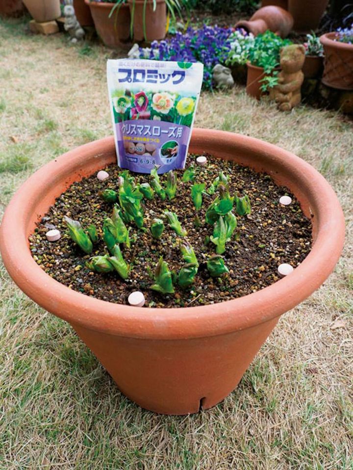 11月中旬から翌年5月までは肥料を絶やさないように注意。