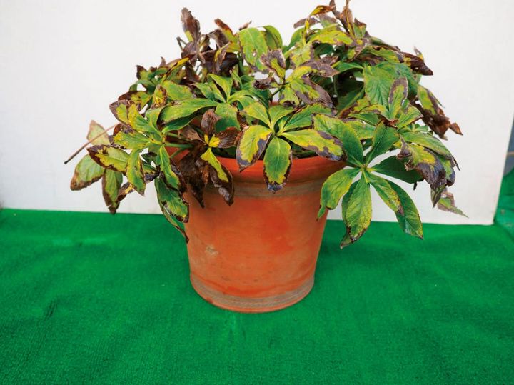 秋の状態。夏場もひなたで管理していたので葉やけはしたが、無事に夏越ししました。