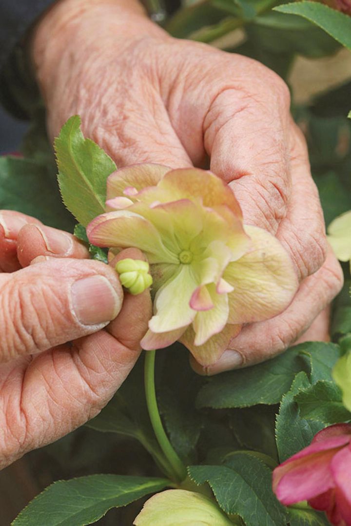 手で子房をつまんでねじれば簡単にとれます。