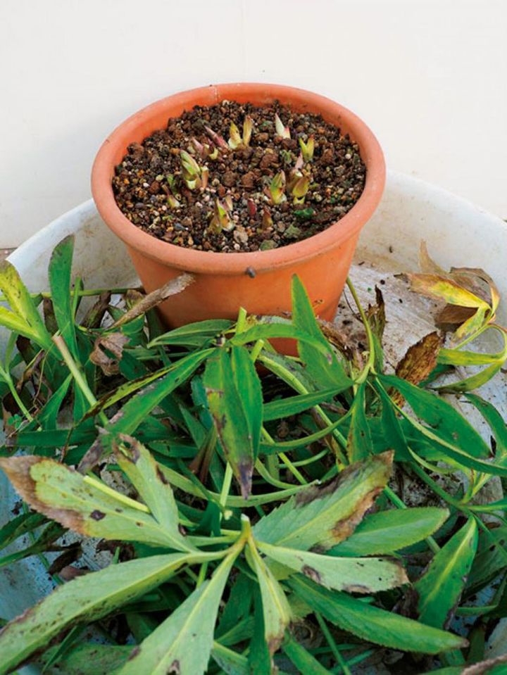 12月上旬までは古い葉は切り、芽に日を当てます。