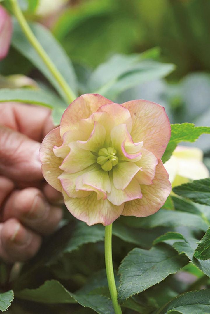 子房がふくらみ始めたら、なるべく早くとり除きます。
