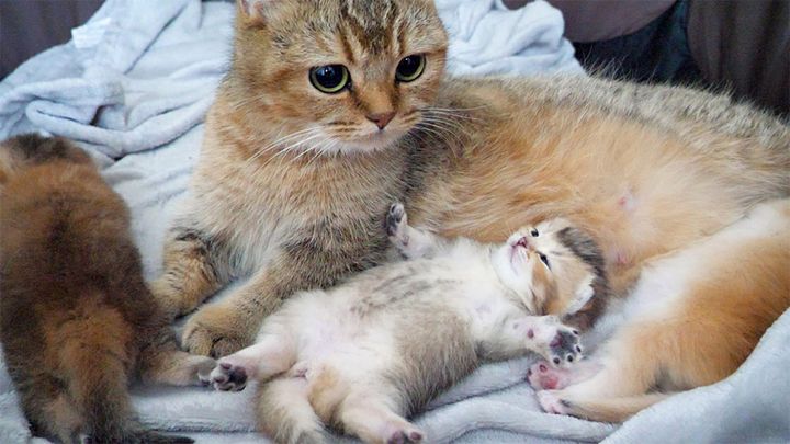 安心しきっている子猫