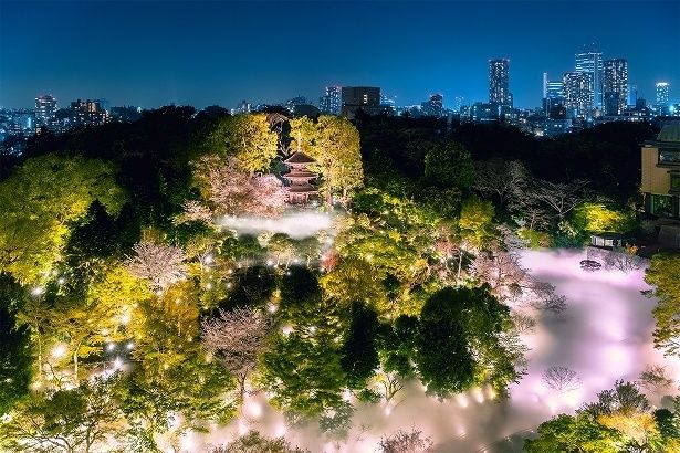 ホテル椿山荘東京の冬の庭園演出「森のオーロラと東京雲海」