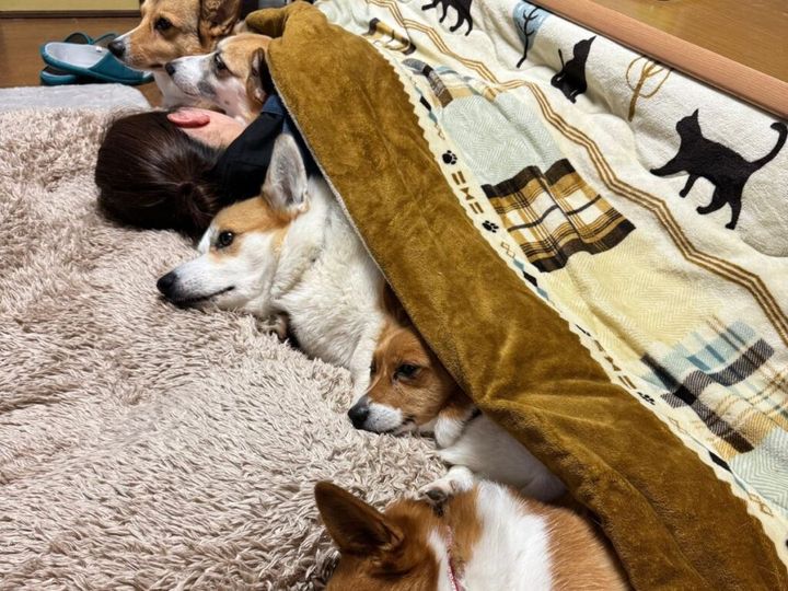 寒い季節になると、コタツから出られなくなる人は多いのではないでしょうか。それは人間だけでなく、動物たちも同じようです。