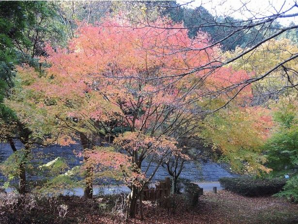 小鳥のさえずりを聞きながら渓谷の紅葉を満喫できる/鈍川渓谷の紅葉 画像提供：今治市役所