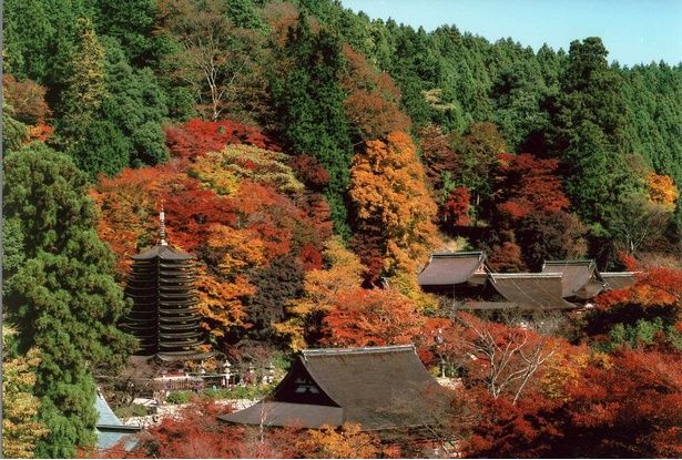カエデやイチョウが織り成す赤と黄のコントラストを楽しめる/談山神社の紅葉 画像提供：談山神社