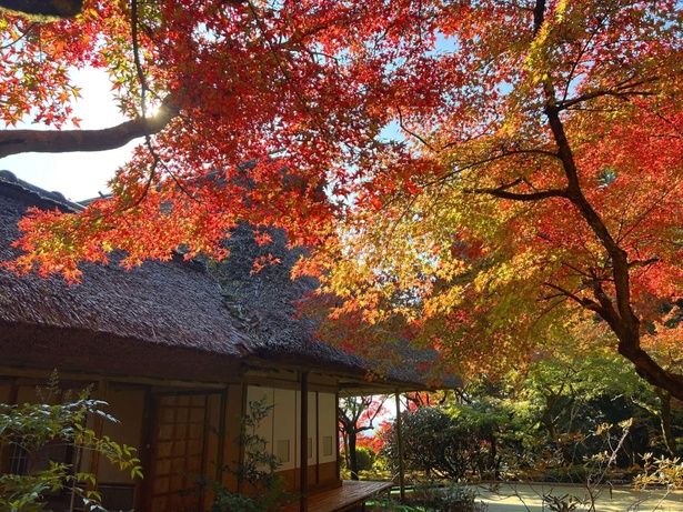 紅葉と庭一面に広がる緑の苔のコントラストが美しい/九年庵の紅葉 画像提供：佐賀県