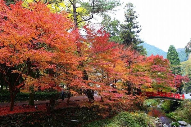 川沿いは鮮やかに色づいた木々とせせらぎが一緒に楽しめる/大寧寺の紅葉 画像提供：一般社団法人長門市観光コンベンション協会