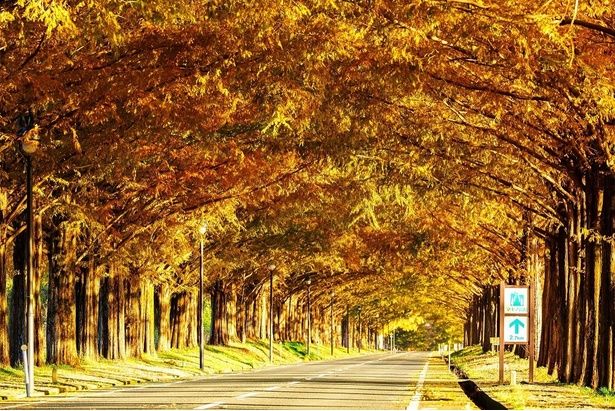 見頃を迎えそうな紅葉名所をピックアップ※写真はメタセコイア並木の紅葉 画像提供：(公社)びわ湖高島観光協会