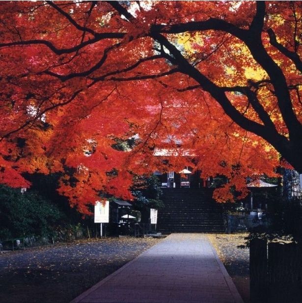 参道に覆いかぶさるように紅葉が広がる/大興善寺の紅葉 画像提供：基山町観光協会