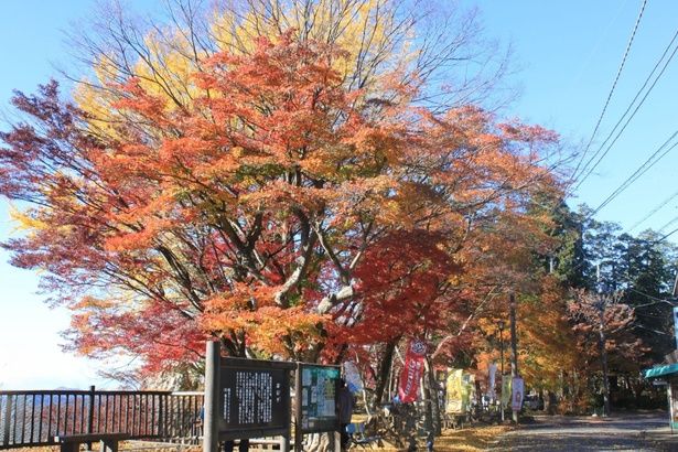 謙信平の紅葉の名所としても人気/太平山の紅葉 太平山