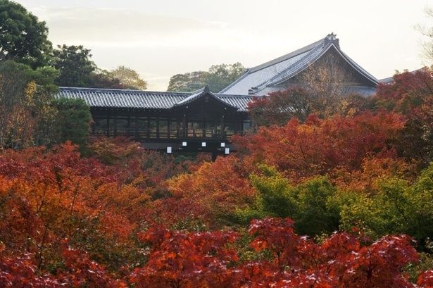 紅葉シーズンには色鮮やかな景観が広がる/大本山 東福寺の紅葉 画像提供：大本山 東福寺