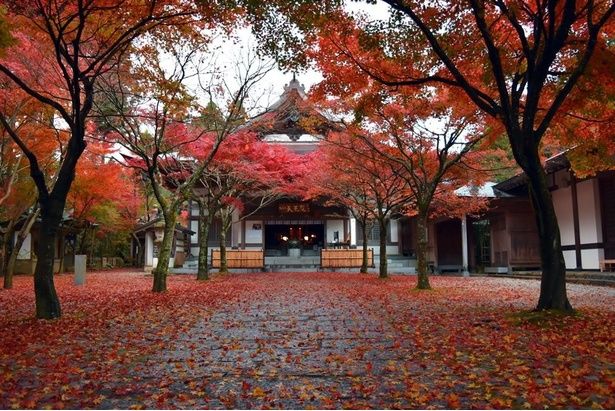 境内を鮮やかな紅葉が彩る/呑山観音寺の紅葉 画像提供：呑山観音寺