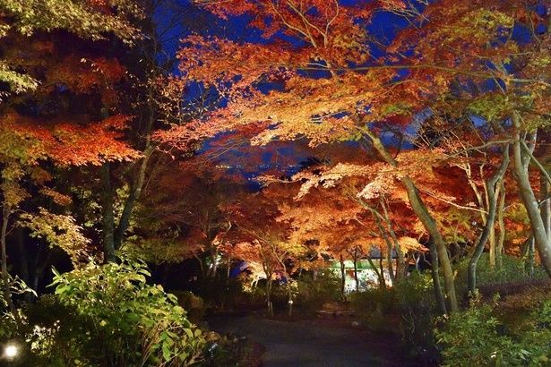 赤や黄色のグラデーションが秋を感じさせる/筑波山の紅葉 画像提供：つくば観光コンベンション協会