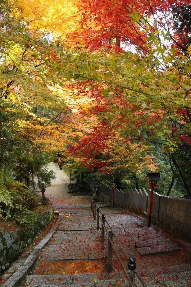 粛々と続く紅葉の参道/西山興隆寺の紅葉 画像提供：愛媛県西条市役所 観光振興課