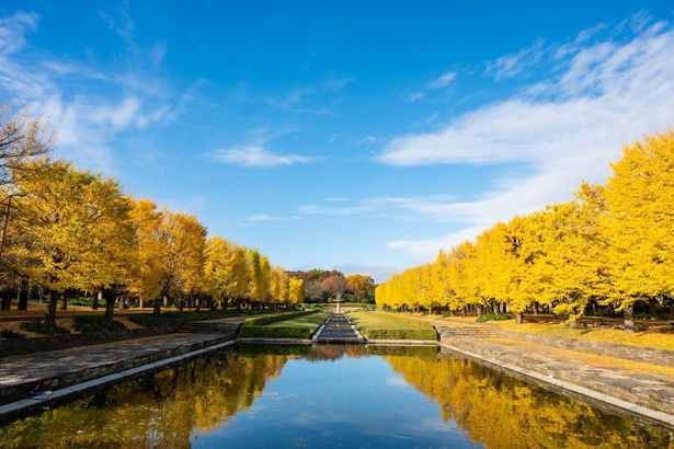 カナールイチョウ並木は人気の紅葉スポット/国営昭和記念公園の紅葉 画像提供：国営昭和記念公園