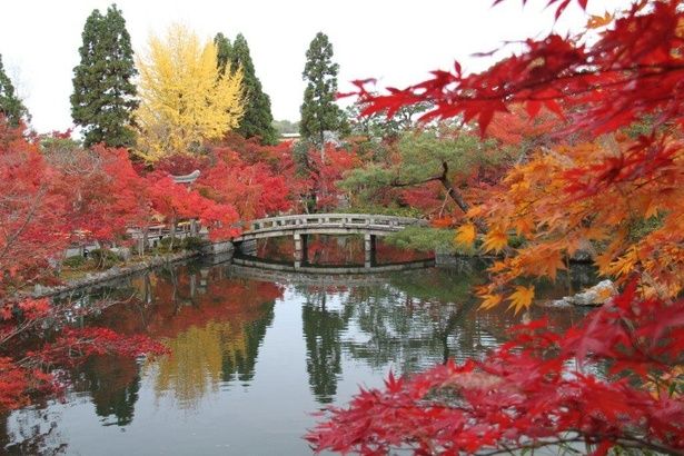 橋を彩る深紅の紅葉/永観堂 禅林寺の紅葉 画像提供：京都 禅林寺蔵
