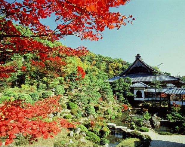 名勝に指定された庭園で日光を浴びた紅葉が赤く輝く/大原山・西福寺の紅葉 画像提供：大原山・西福寺