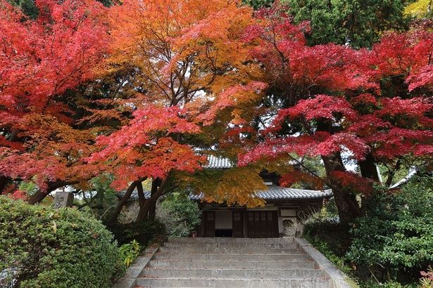 真っ赤に染まったモミジを見に沢山の人が訪れる/覚苑寺の紅葉 画像提供：下関市