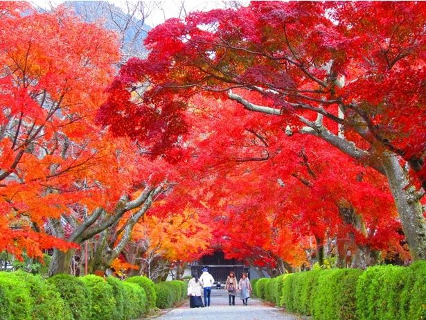 参道が真っ赤なモミジトンネルになる/西教寺の紅葉 画像提供：西教寺