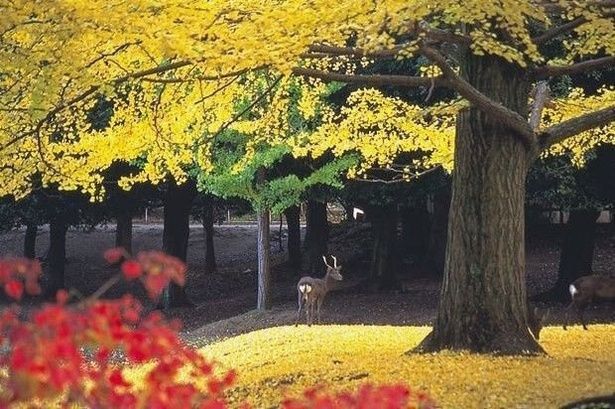 イチョウの中にシカが佇む風景は絵本のよう/奈良公園の紅葉 画像提供：奈良公園事務所