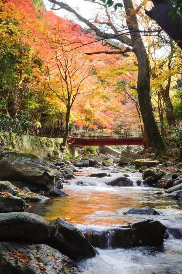 渓流沿いに橋を望む紅葉/くらがり渓谷の紅葉 画像提供：岡崎市役所