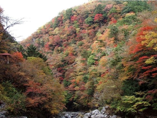 風情ある川のせせらぎと共に紅葉を楽しめる/べふ峡の紅葉 画像提供：香美市役所物部支所