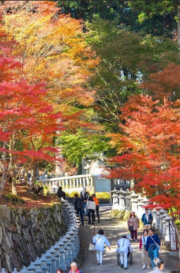 雲辺寺は別名「四国高野」とも呼ばれる/雲辺寺の紅葉 画像提供：雲辺寺ロープウェイ