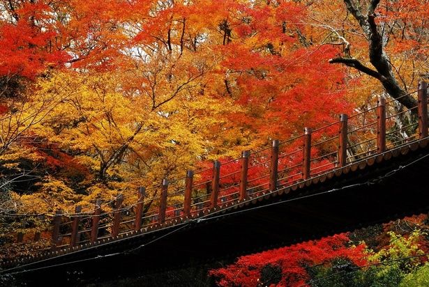 紅葉に彩られる汐見滝吊り橋/花貫渓谷の紅葉 画像提供：高萩市