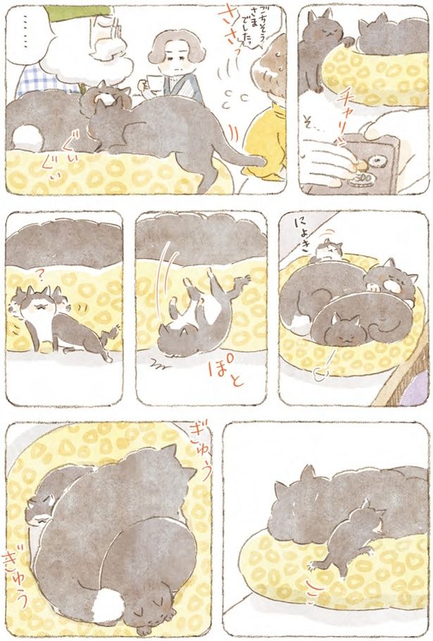 猫たちはまったり （C）ねこまき（ミューズワーク）／スターツ出版