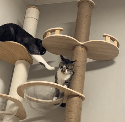 キャットタワーにのぼるｍｍ（@miiiichann）さんのお宅の2匹のねこちゃん。